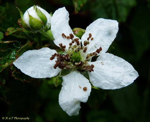 {Rubus canadensis}